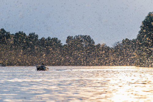 Mayfly swarm maximum 2